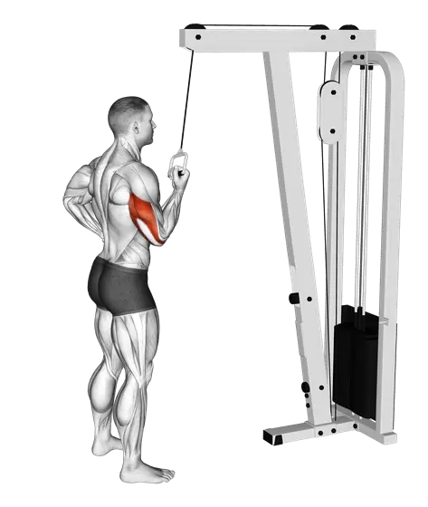 Cable Standing Single-Arm Triceps Extension — movement illustration 1
