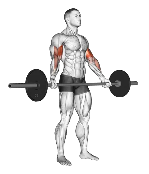Barbell Standing Wide-Grip Biceps Curl — movement illustration 1