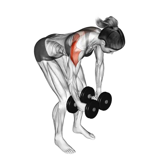 Dumbbell Rear Delt Fly — movement illustration 1
