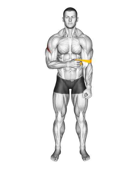 Resistance Band External Rotation — movement illustration 1