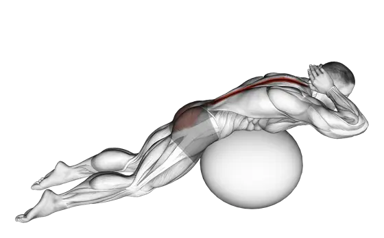 Stability Ball Back Extension with Hands behind Head — movement illustration 1