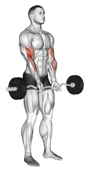 EZ-Bar Close-Grip Curl — movement illustration 1