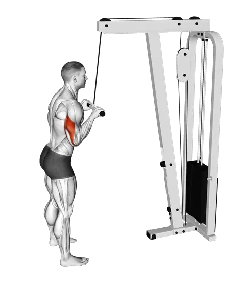 Cable Pushdown — movement illustration 1