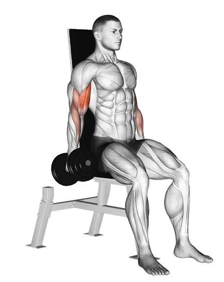 Dumbbell Seated Inner Biceps Curl — movement illustration 1