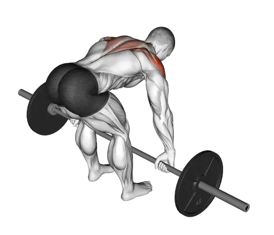 Barbell Rear Delt Row — movement illustration 1