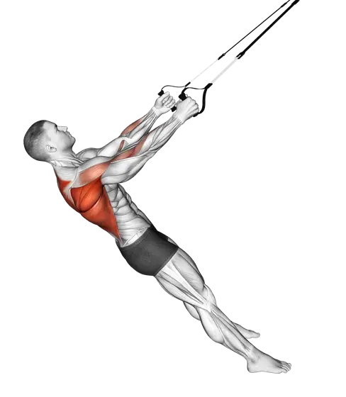 Suspension Row — movement illustration 1