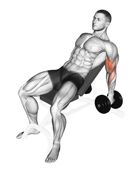 Dumbbell Incline Hammer Curl — movement illustration 1