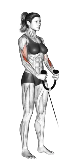 Cable Hammer Curl — movement illustration 1