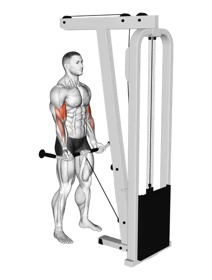 Cable Curl — movement illustration 1