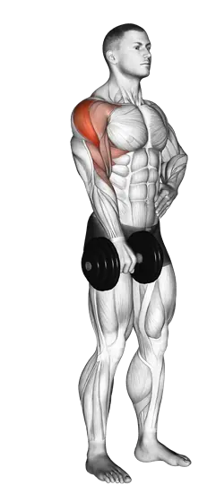 Dumbbell Single-Arm Upright Row — movement illustration 1