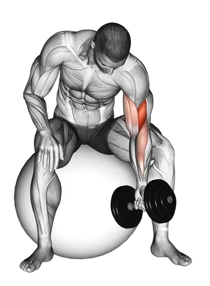 Dumbbell Single-Arm Concentration Curl (On Stability Ball) — movement illustration 1