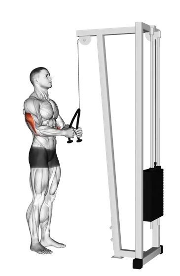 Cable Pushdown (With Rope Attachment) — movement illustration 1