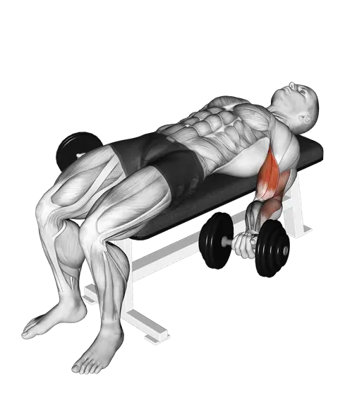 Dumbbell Lying Supine Biceps Curl — movement illustration 1