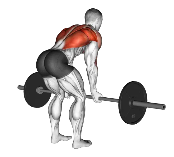 Barbell Reverse-Grip Bent-Over Row — movement illustration 1