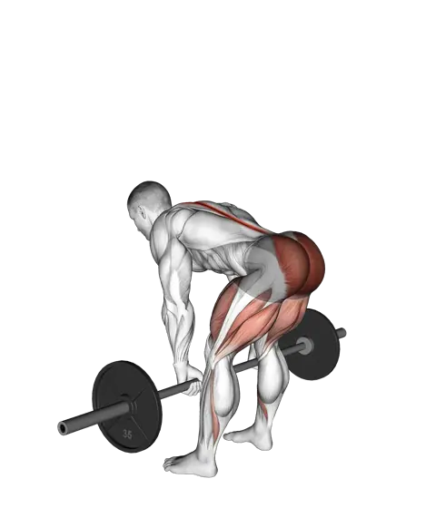 Barbell Romanian Deadlift — movement illustration 1