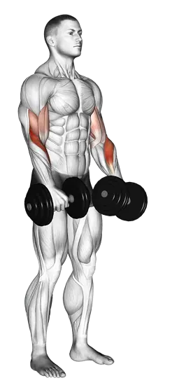 Dumbbell Reverse-Grip Biceps Curl — movement illustration 1