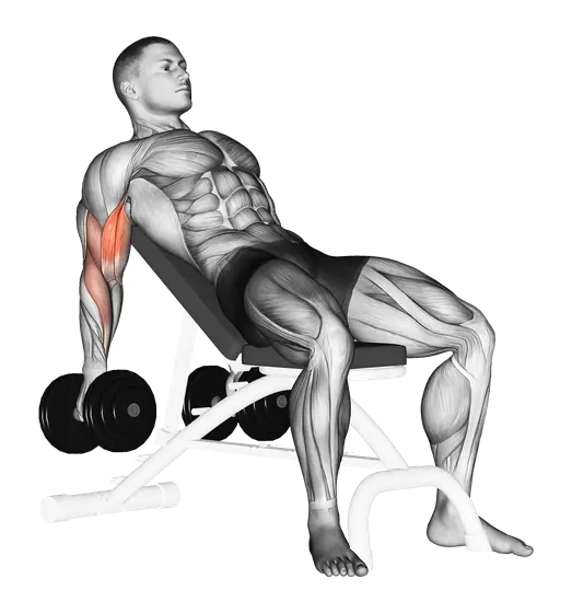 Dumbbell Incline Biceps Curl — movement illustration 1
