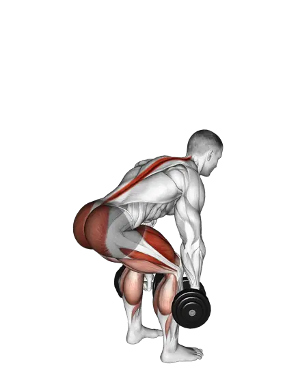 Dumbbell Deadlift — movement illustration 1