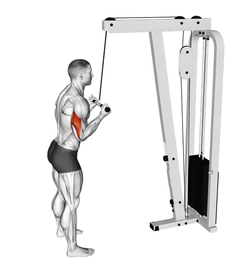 Cable Reverse-Grip Pushdown — movement illustration 1