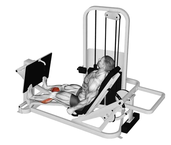 Machine Seated Calf Press — movement illustration 1