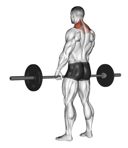 Barbell Shrug — movement illustration 1