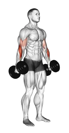 Dumbbell Hammer Curl — movement illustration 1