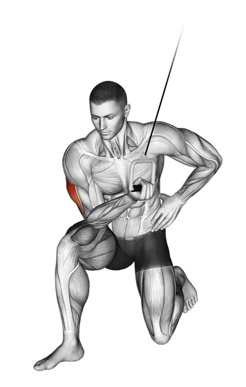 Cable Concentration Extension (On Knee) — movement illustration 1