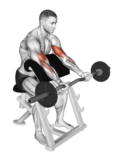 EZ-Bar Preacher Curl — movement illustration 1