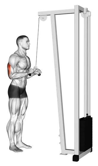 Cable Triceps Pushdown (V Bar) — movement illustration 1