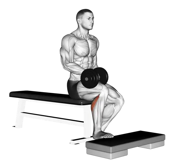 Dumbbell Seated Single-Leg Calf Raise — movement illustration 1