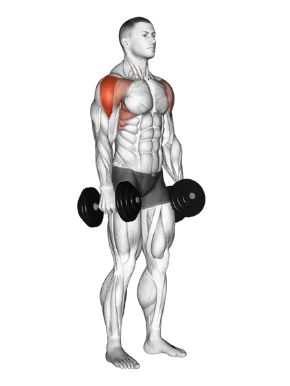 Dumbbell Lateral Raise — movement illustration 1