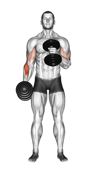 Dumbbell Cross Body Hammer Curl — movement illustration 1