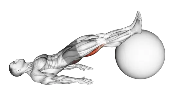 Stability Ball Leg Curl — movement illustration 1
