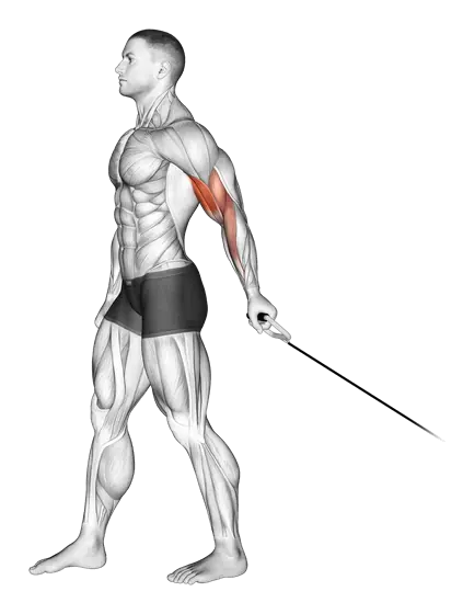 Cable Single-Arm Biceps Curl — movement illustration 1