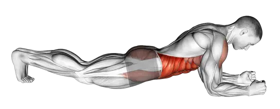 Front Plank — movement illustration 1