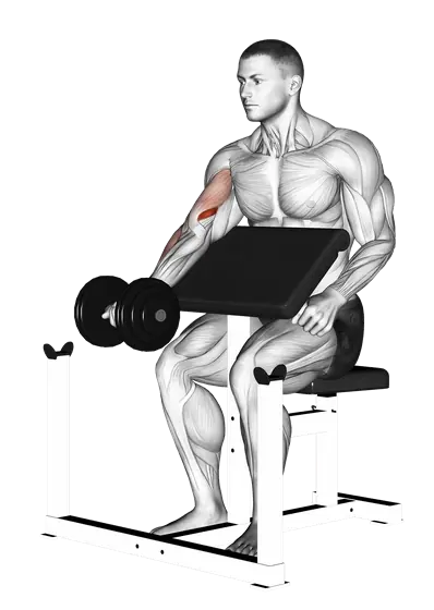 Dumbbell Preacher Curl — movement illustration 1