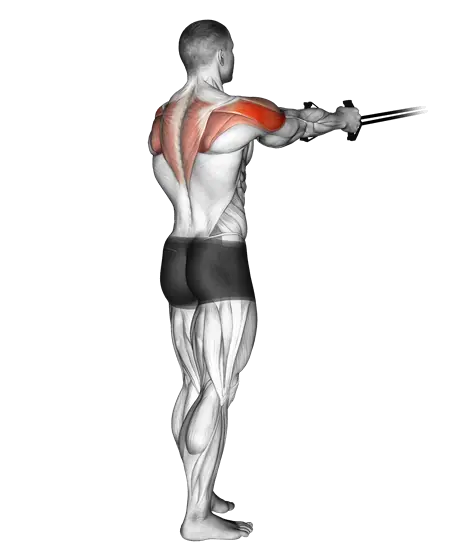 Resistance Band Reverse Fly — movement illustration 1