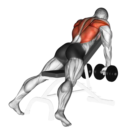 Dumbbell Incline Row — movement illustration 1