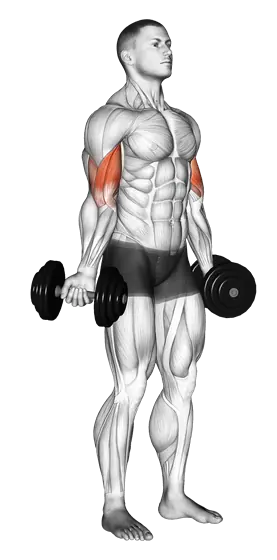 Dumbbell Standing Inner Biceps Curl — movement illustration 1