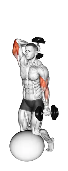 Dumbbell Biceps Curl with Overhead Extension on Stability Ball — movement illustration 1
