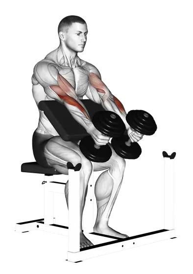 Dumbbell Preacher Hammer Curl — movement illustration 1
