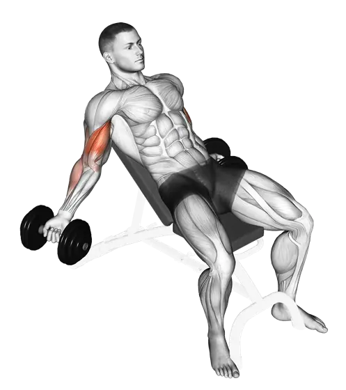Dumbbell Incline Inner Biceps Curl — movement illustration 1