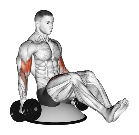 Dumbbell Biceps Curl V Sit on BOSU Ball — movement illustration 1