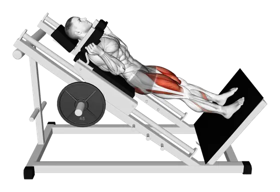 Sled Hack Squat — movement illustration 1