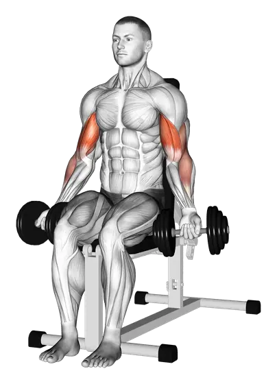Dumbbell Seated Biceps Curl — movement illustration 1