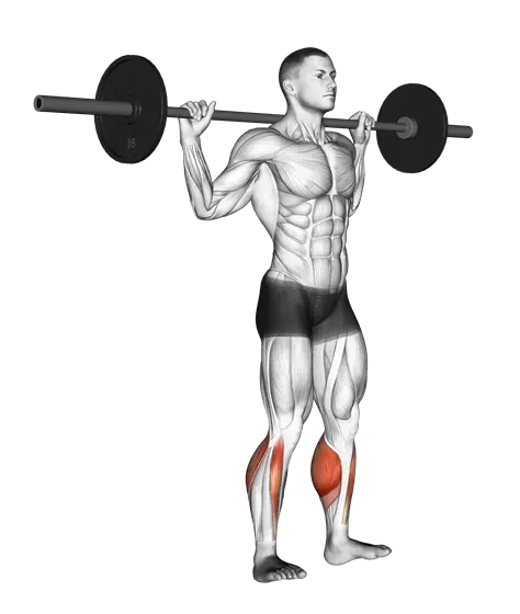 Barbell Standing Rocking Leg Calf Raise — movement illustration 1