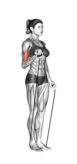Alternate Biceps Curl (With Band) — movement illustration 1
