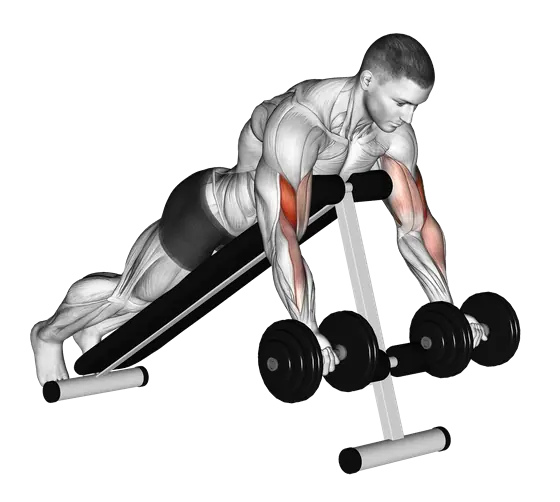 Dumbbell Prone Incline Curl — movement illustration 1