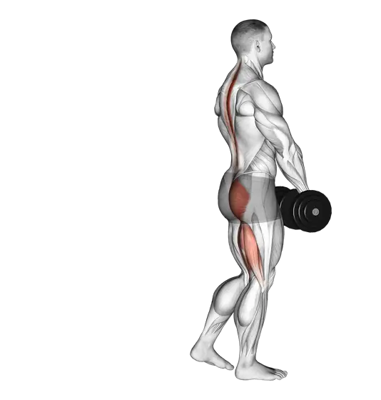 Dumbbell Single-Leg Deadlift — movement illustration 1