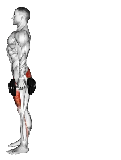 Dumbbell Reverse Lunge — movement illustration 1
